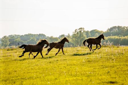 Herd of Horses Back to the Pasture in the Countryside. Herd. Evening. Russiaの写真素材