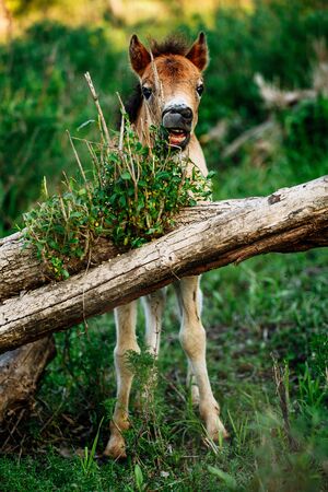 little foal in the forest, eating leaves on the treeの写真素材