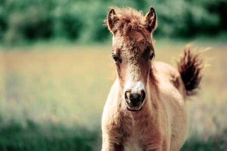 Cute little Haflinger horse foal, blond chestnut, standing alertly in a meadow, portraitの写真素材