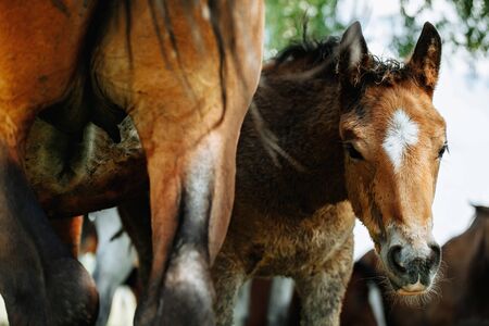 Horse relaxing in shade from hot sun and good breezeの写真素材