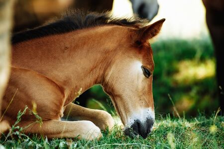 Little foal having a rest in the green grass with flowersの写真素材