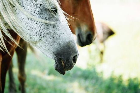 Horse relaxing in shade from hot sun and good breezeの写真素材