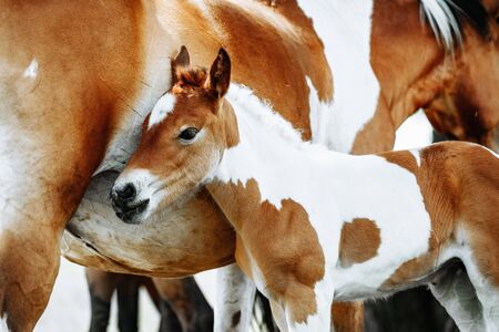 The American Paint Horse is a breed of horse that combines both the conformational characteristics of a western stock horse with a pinto spotting pattern of white and dark coat colors. Mare and foal on the fieldの写真素材