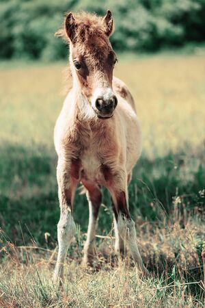 Cute little Haflinger horse foal, blond chestnut, standing alertly in a meadow, portraitの写真素材