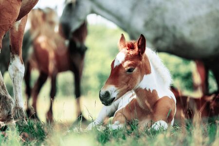 Herd of horses have a rest in the field. Summer dayの写真素材