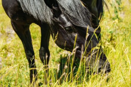 Black horse in green field grazing and looking towards cameraの写真素材