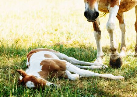 Herd of horses have a rest in the field. Summer dayの写真素材