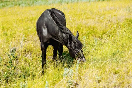 Black horse in green field grazing and looking towards cameraの写真素材