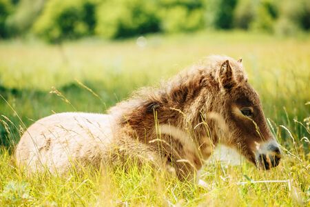 Horse foal lying on green grass. Horse colt in nature. Cute horse foal viewの写真素材