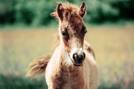 Cute little Haflinger horse foal, blond chestnut, standing alertly in a meadow, portraitの写真素材