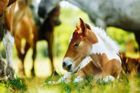 Herd of horses have a rest in the field. Summer dayの写真素材
