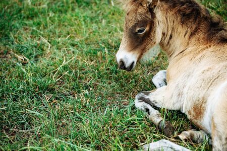 Little foal having a rest in the green grass with flowersの写真素材