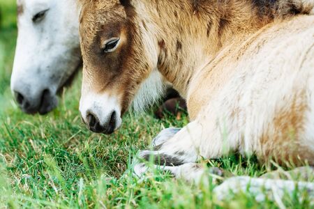Herd of horses have a rest in the field. Summer dayの写真素材