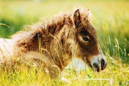 Little foal having a rest in the green grass with flowersの写真素材