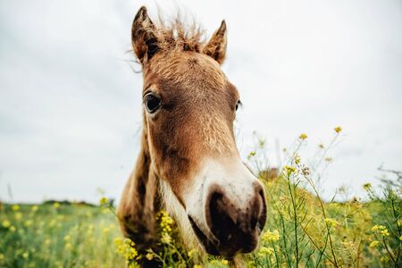Young Horse's head close up, curious animal. Horse's head, funny horseの写真素材