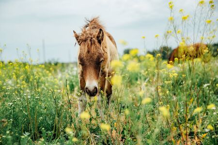 Portrait of red foal on field with flowersの写真素材