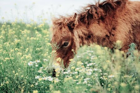 Portrait of red foal on field with flowers