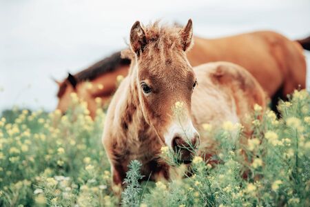 Portrait of red foal on field with flowersの写真素材