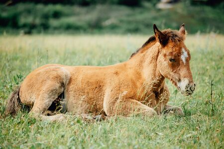 Baby foal sleeping in the middle of the afternoon in her pastureの写真素材