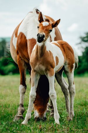 Pinto colored, Brown and white, Icelandic horse mare feeding its young foal in a green field of tall grassの写真素材