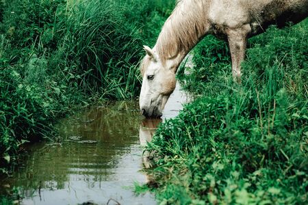 Horses are walking by the river and drinking water, summer time