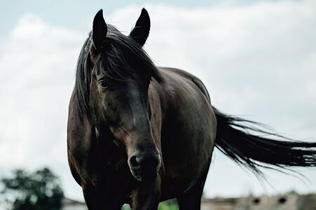 Black horse in green field grazing and looking towards cameraの写真素材