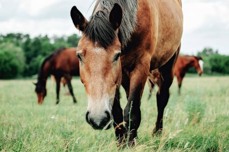 Group of young horses on the pasture. Summer timeの写真素材