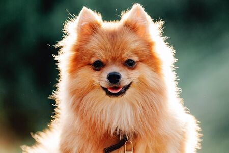 Pomeranian dog on a walk. Cute Dog outdoor. Beautiful dogの写真素材