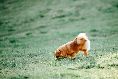 Pomeranian dog on a walk. Cute Dog outdoor. Beautiful dogの写真素材