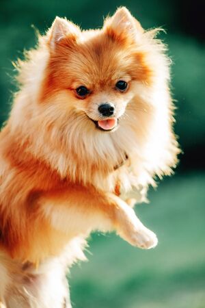 Pomeranian dog on a walk. Cute Dog outdoor. Beautiful dogの写真素材