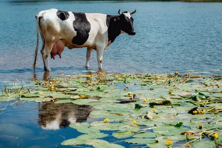 cows on pasture reflected in river at sunsetの写真素材