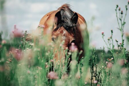 Beautiful red horse grazing in a meadow in springの写真素材