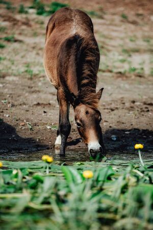 Closeup Side view of Beautiful brown horse eating grass and drinking water in meadow and green field in summertime aloneの写真素材