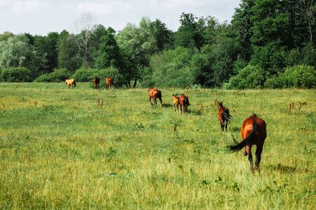 Horses herd on a green field walk through the grass in summer dayの写真素材