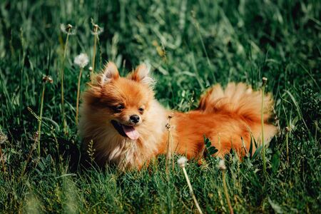 Cute pomeranian spitz puppy is walking on a green meadow. Pet animals.の写真素材