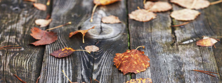 Abstract autumn backgrounds. autumn leaves over old wooden background. Fallen leaf on wood at the lake. Late autumn time. Banner. copyspace.の写真素材