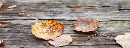 Abstract autumn backgrounds. autumn leaves over old wooden background. Fallen leaf on wood at the...
