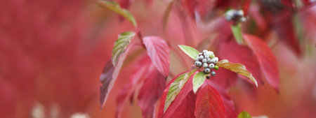 Abstract autumnal backgrounds for your design. copyspace. Autumn brunches over blurred red leaves. Autumn nature background with bokeh. Fall blurred background. Banner.の写真素材