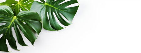 Green tropical monstera leaves. White background, top view. Banner, copy space for textの素材