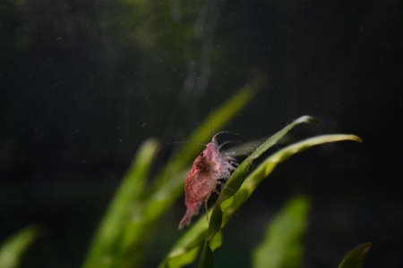 red cherry shrimp in aquariumの写真素材