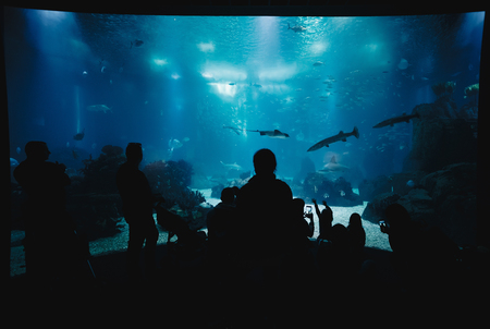 Oceanarium Underwater World. Group of People Watching Fish in a Oceanarium. Beauty of the Lisbon...