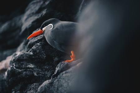 Inca Tern - Larosterna Inca sitting on a rocky coast cliffの写真素材