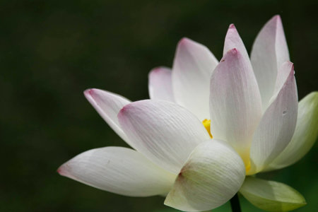 water lilly , Botanical Garden in Chaiangmai,Thailandの写真素材