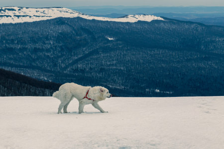 Tatra Shepherd Dog Walking Through Deep Snow in the Bieszczady Mountains With Winter Forest Slopes...