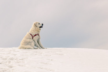 Large Tatra Shepherd Dog Sitting on Snow in the Bieszczady Mountains During a Cold Winter Day Under...