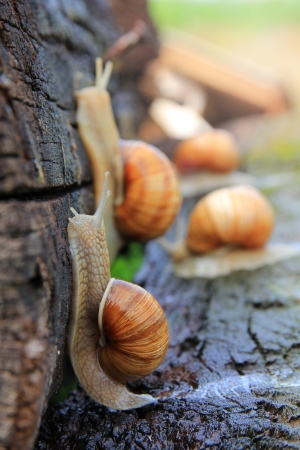 snails on woodの写真素材