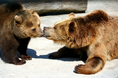 two bears kissing in zooの写真素材