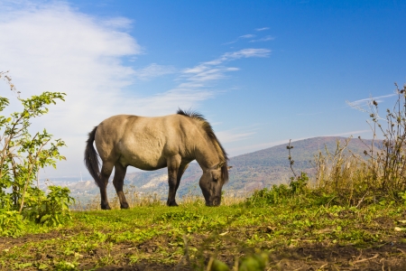 Autumn landscape with horse themeの写真素材