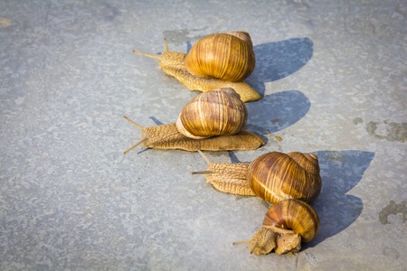 Snail run