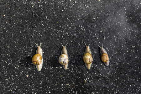 Snail run, animal funny concept, fast competitionの写真素材